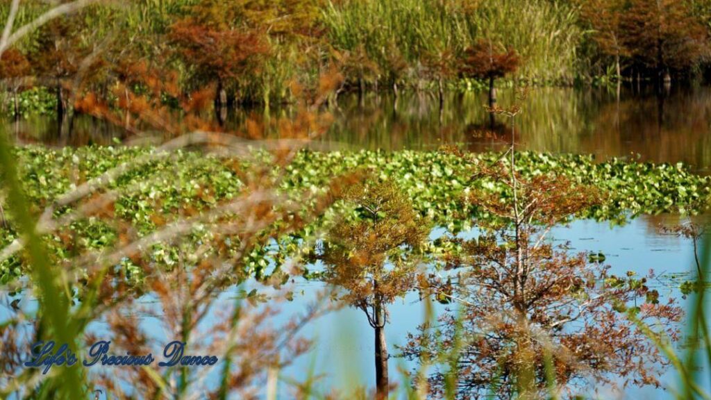 Photo from the bank of Lake Marion, through the tall grass. Colorful trees growing in and reflecting on the lake and lily pads on the surface.