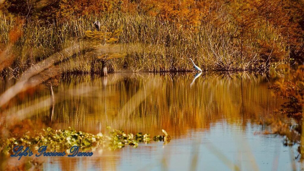 Lake Marion with colorful trees reflecting and lily pads on the surface. An egret and stork along the bank.