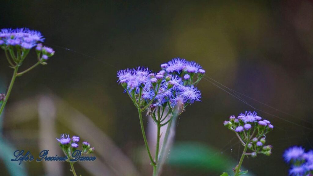 Blue mistflower, with spider webs attached, glistening in the morning sun