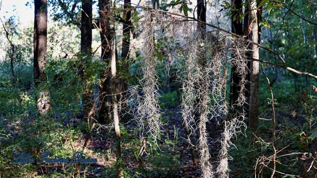 Spanish moss, growing amongst the trees in the Santee National Wildlife Refuge