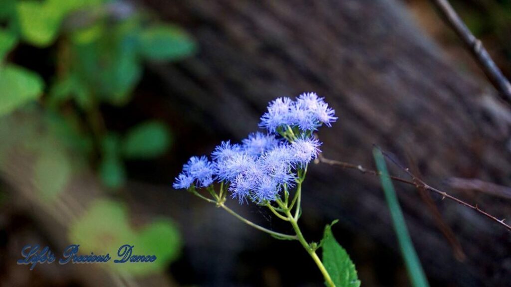 Blue mistflower glistening in the morning sun