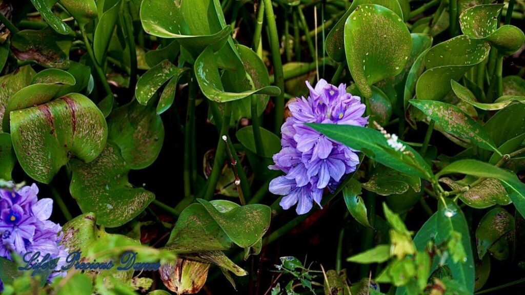 Purple Water hyacinth growing along the wetland swamp area of Santee National Wildlife Refuge