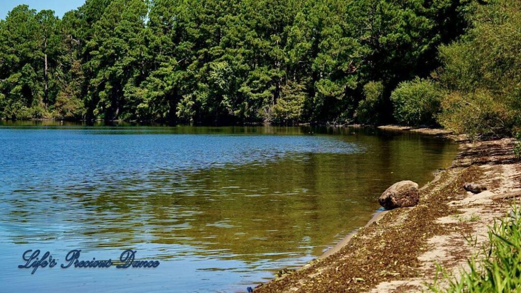 Large rock on the sandy bank of Lake Marion, with trees growing in the background