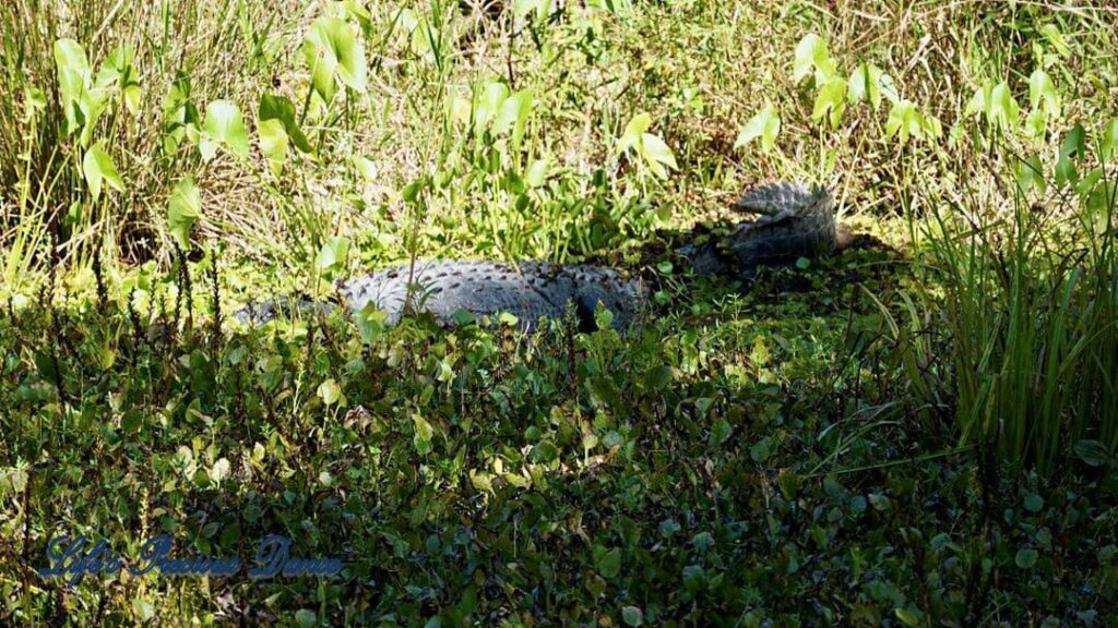 Large alligator on the bank of swampy wetland area of Santee National Wildlife Refuge