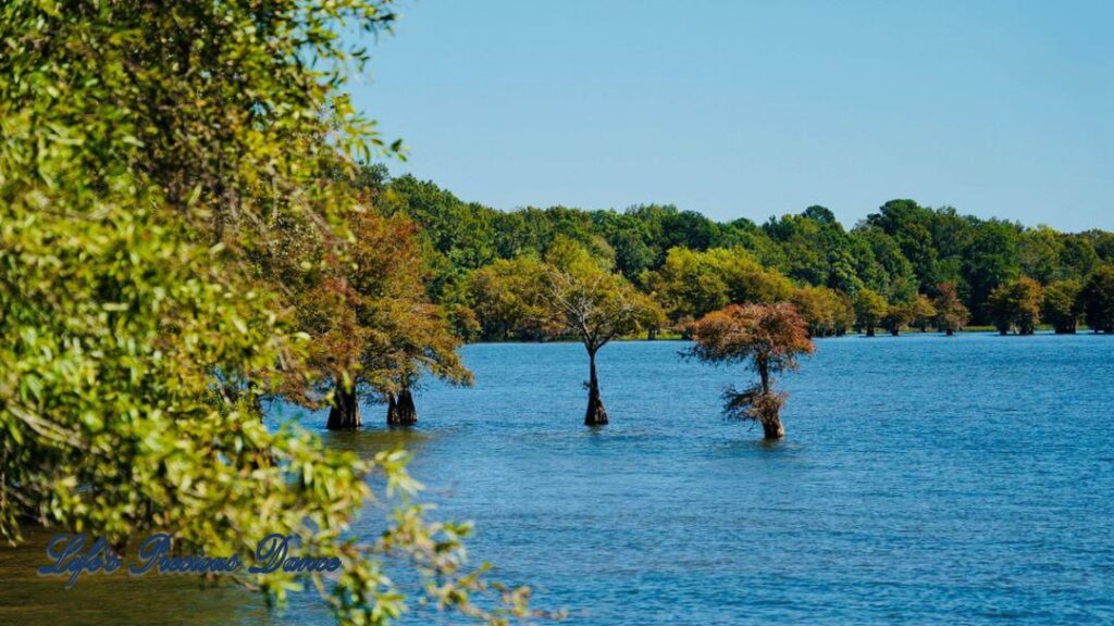 Bald cypress trees growing out of Lake Marion with trees along the bank in the background