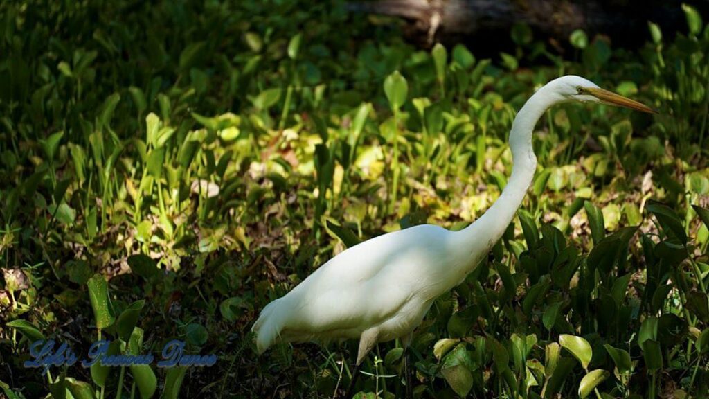 Egret walking in the wetland, swamp area of Santee National Wildlife Refuge