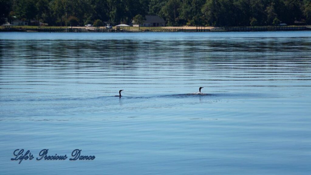 Anhingas swimming on the lake.