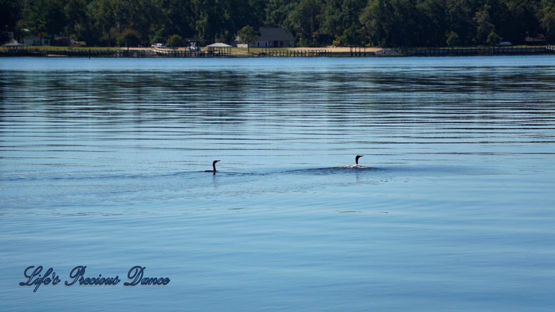 Santee National Wildlife Refuge