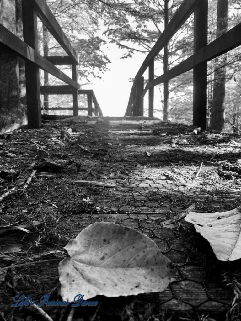 Black and white photo of a pier leading to Lake Marion with leaves and pine needles on deck.