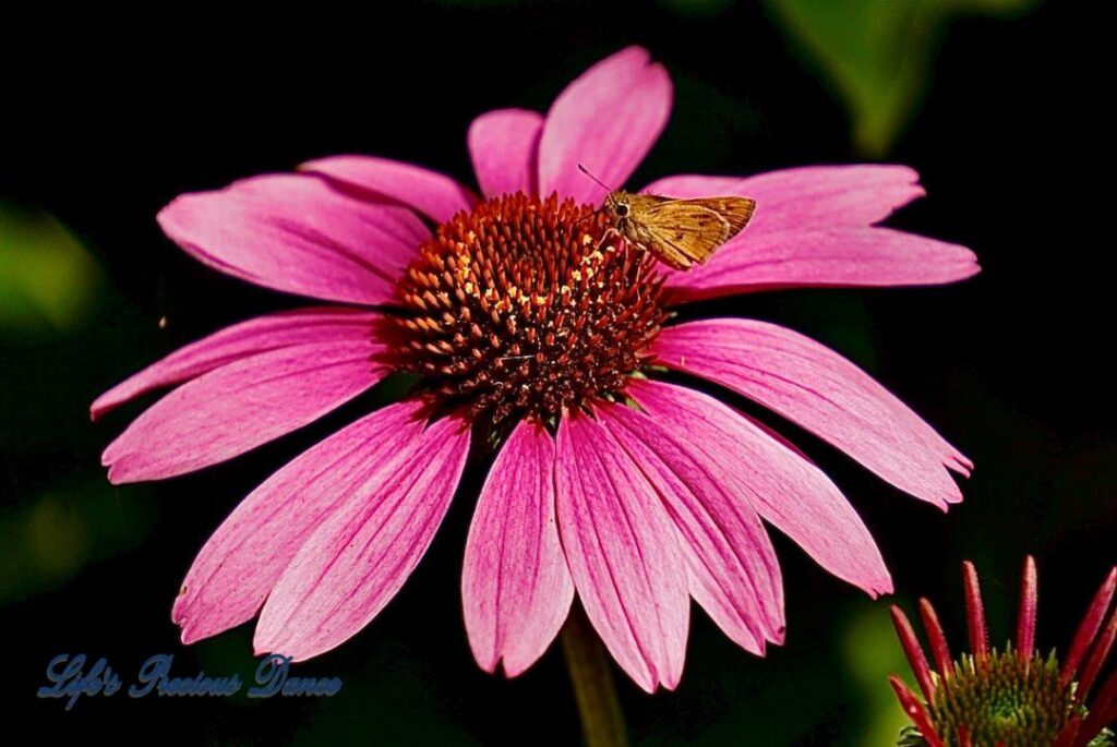 Purple coneflower in full bloom with moth in center.