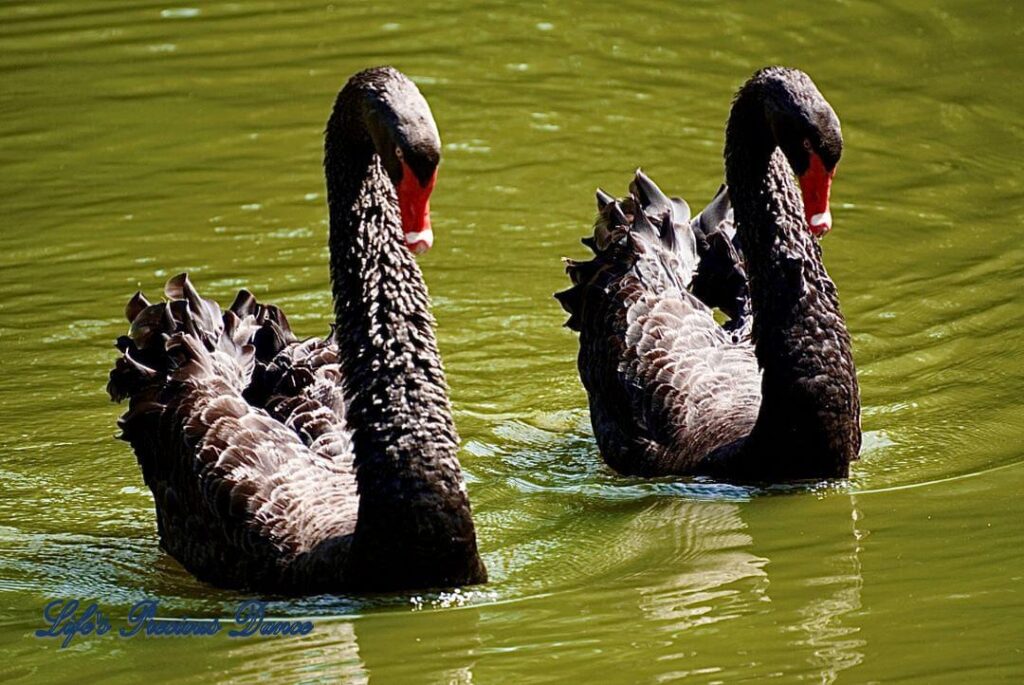 Two black swans, side by side swimming in unison on Swan Iris Lake