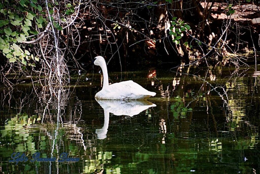 White swan on the lake, reflecting on the water amongst the trees.