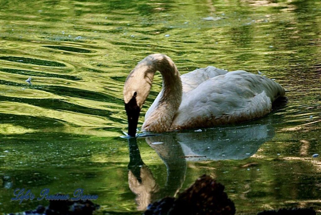 White swan on the lake, drinking and reflecting in the water