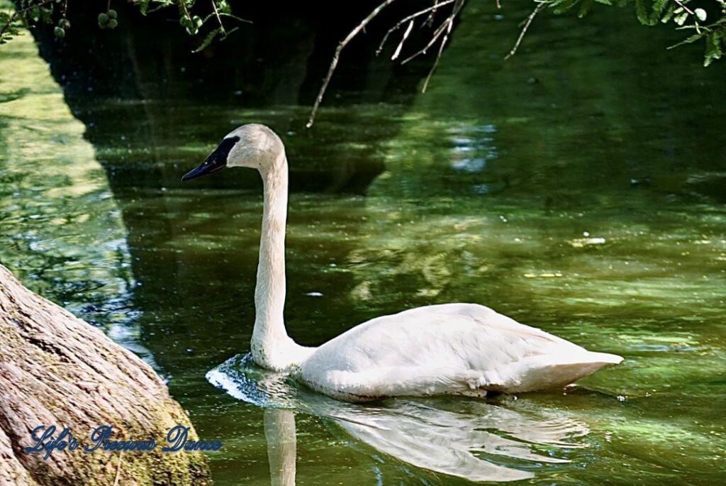 White swan on the lake beside a bald cypress tree, reflectring in the water.