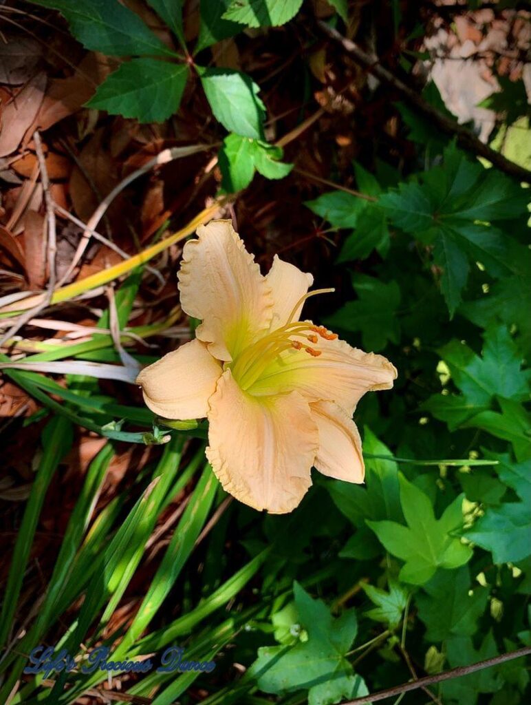 Blooming cream colored daylily