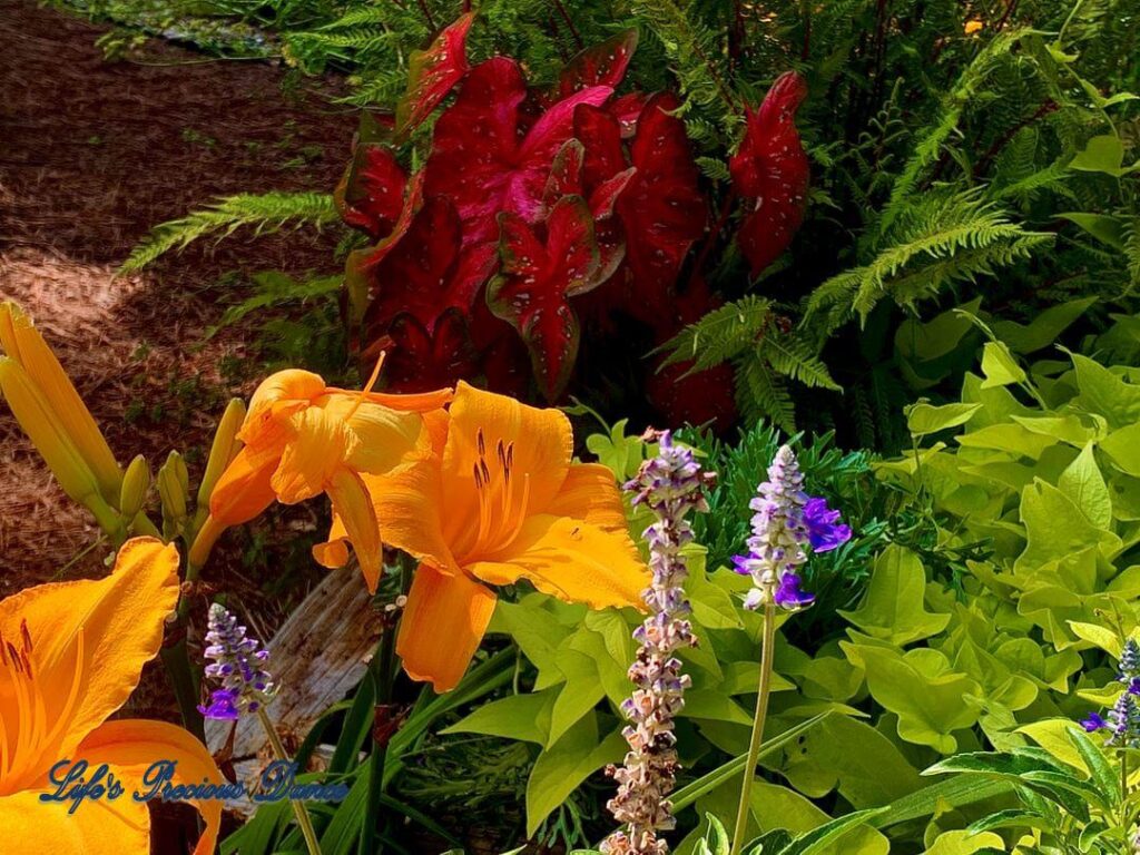 Orange daylillies growing amongst other flowers in Swan Lake Iris Gardens