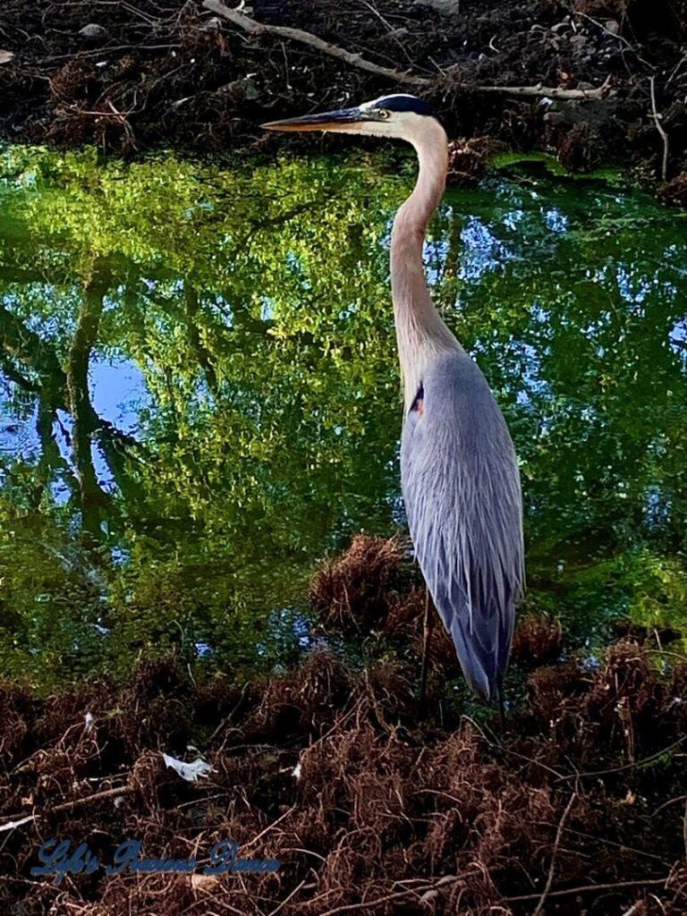 Blue Heron standing on bank of lake.