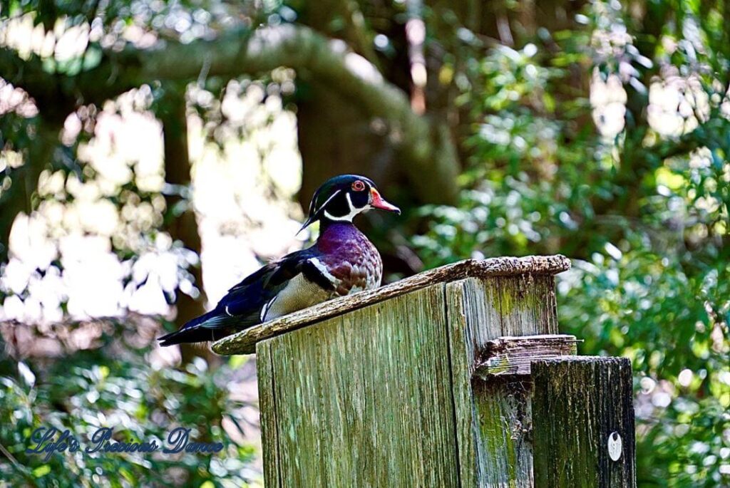 Colorful wood duck resting on top of a birdbox, staring out in the distance. Blurred background.