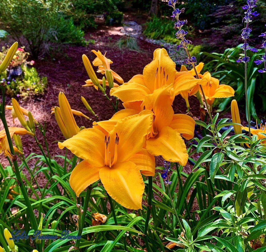 Orange daylillies growing amongst other flowers in Swan Lake Iris Gardens