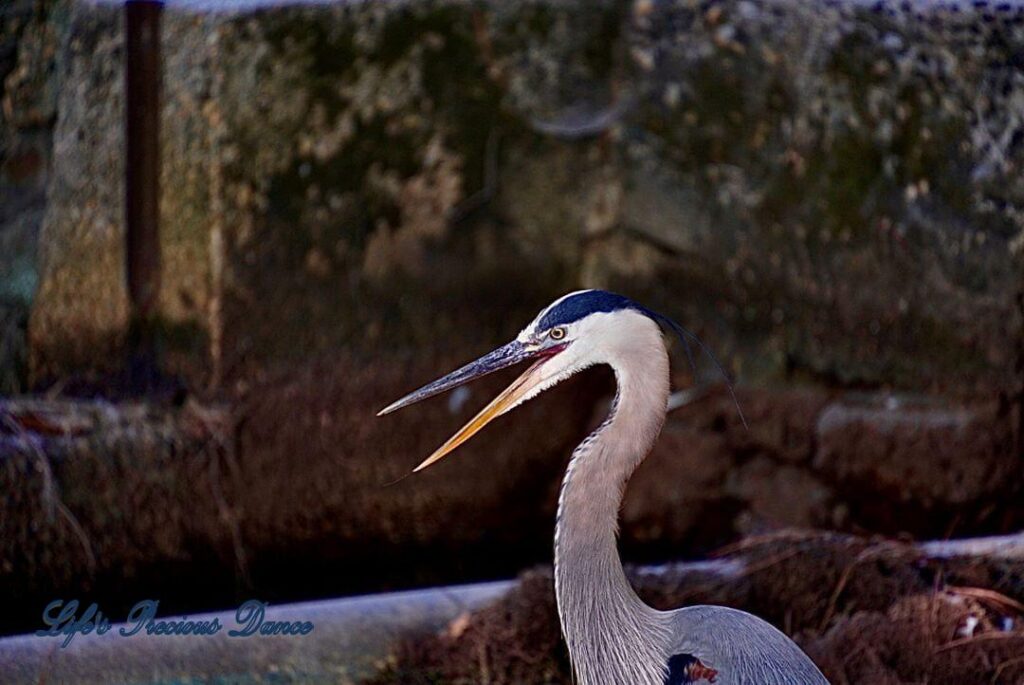 Blue Heron with open beak