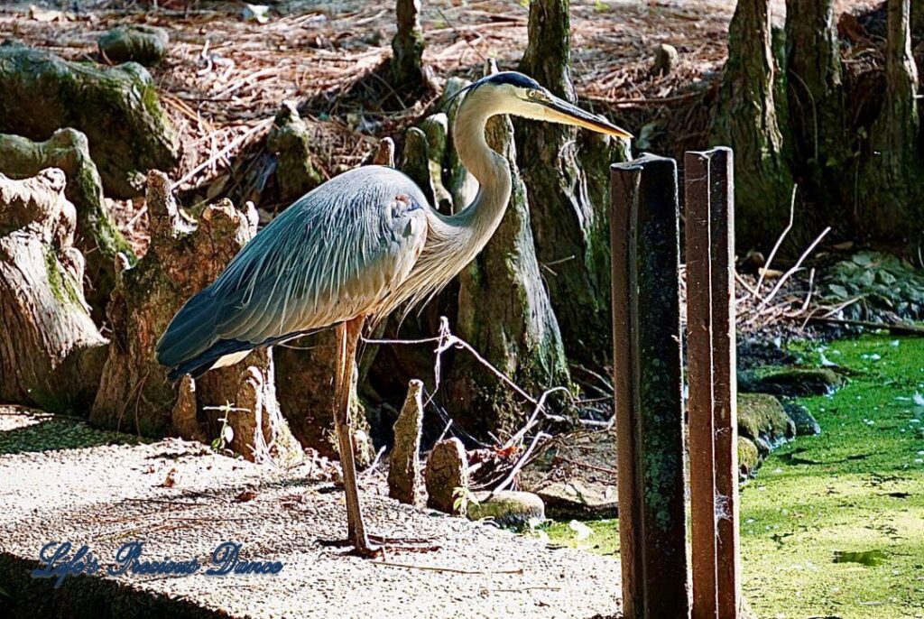 Blue Heron on a pier