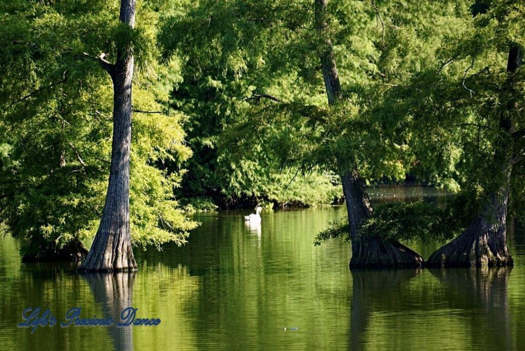 Swan Iris Lake with cypress trees and a swan reflecting off of water.