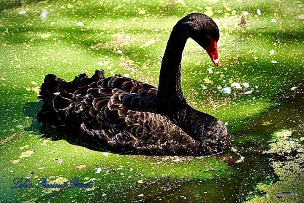 Black swan floating in lake with algae and feathers