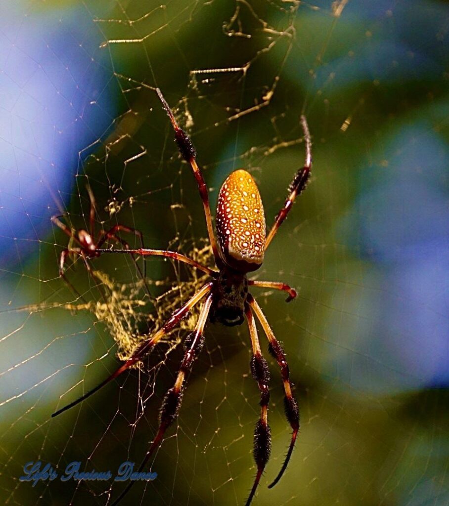 A very colorful Golden Silk Orb Weaver, in its web, along the swamp.