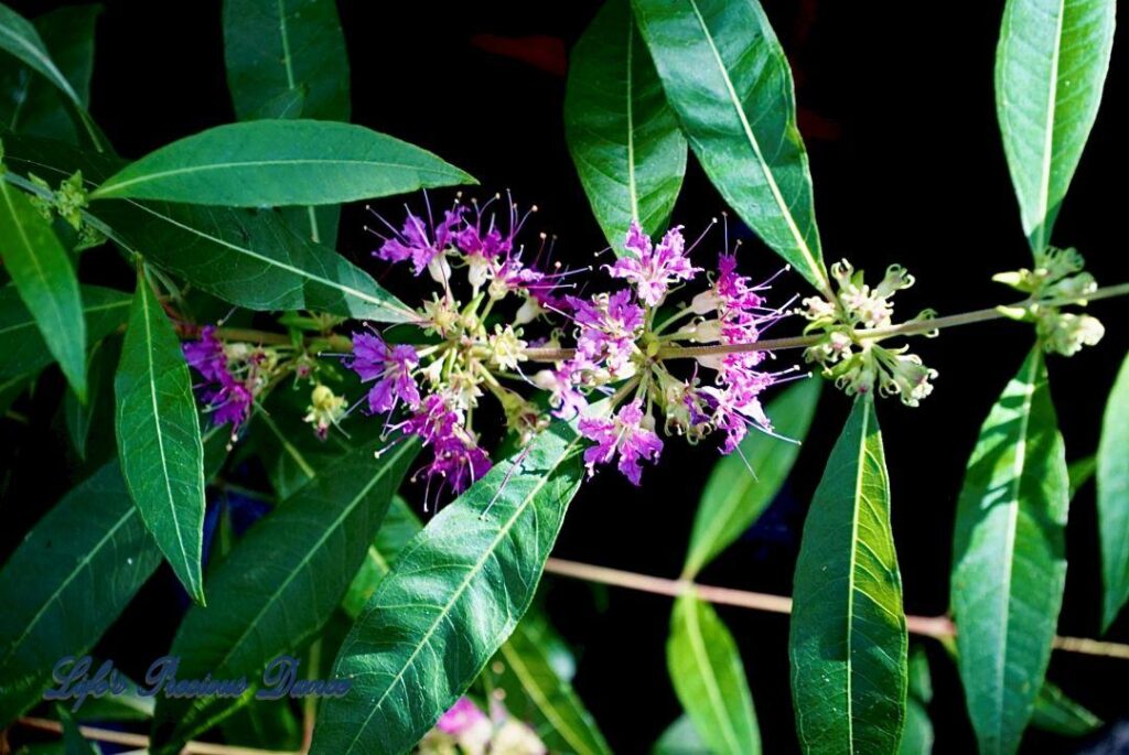 Swamp loosetrife, with pretty purple flowers, growing along the swamp boardwalk