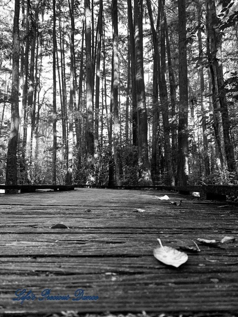 Black and white photo of a boardwalk, above swamp, with leaves strewn about.