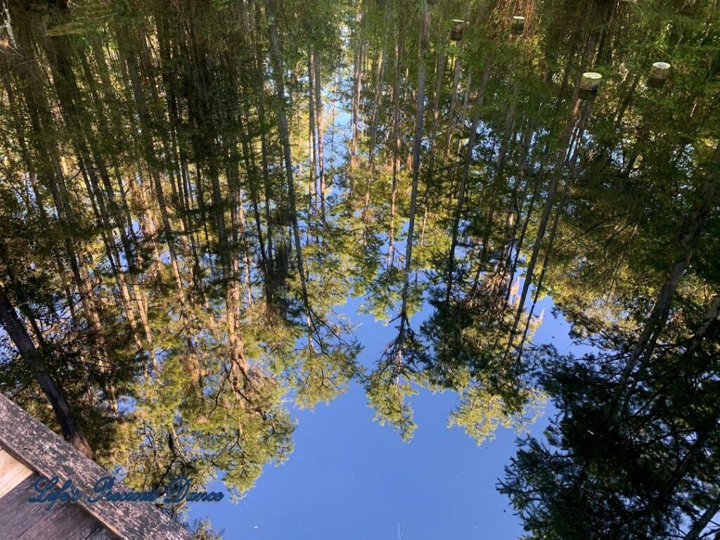 Cypress trees relecting in swamp along boardwalk.