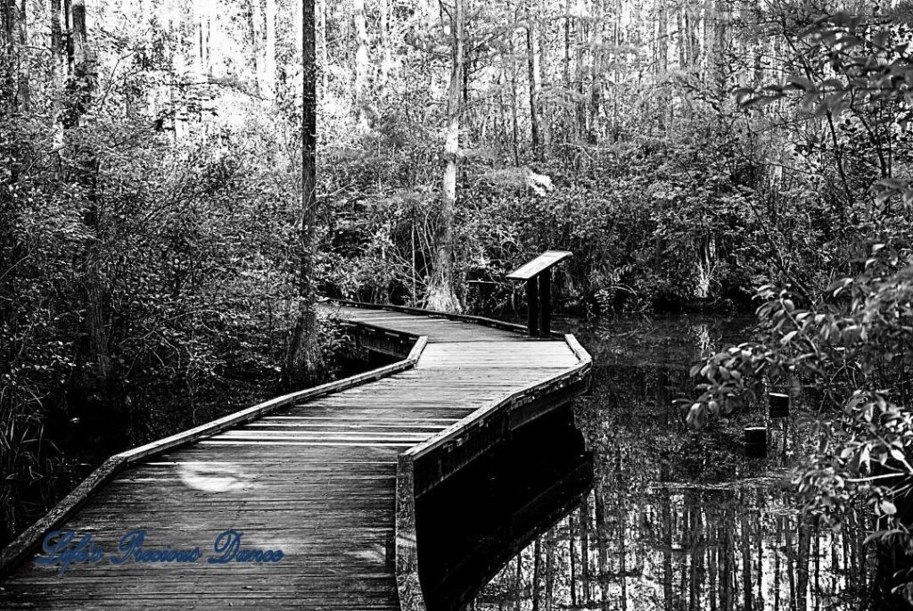 Black and white photo of boardwalk, winding through swamp, amongst trees.