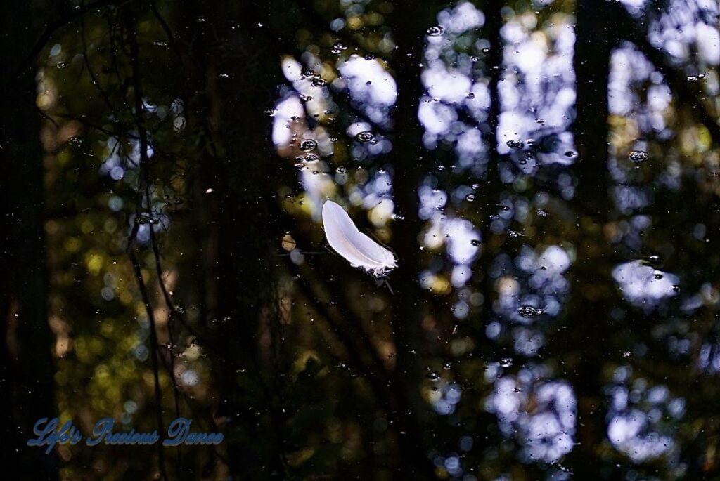 White feather floating on swamp, with reflecting trees in background.