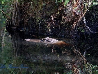 Alligator in a swamp with only its head above water.