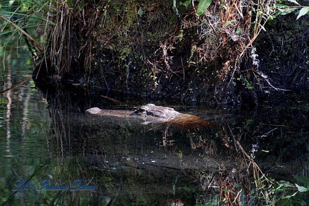 Alligator in a swamp, with its head above the waterline, next to cypress trees.