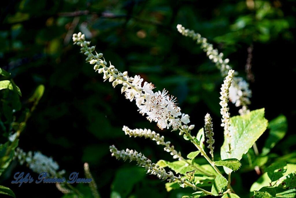 Sweet pepperbush with beautiful white flowers growing along swamp