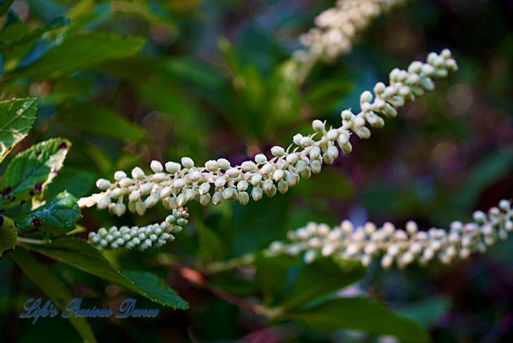 Sweet pepperbush with beautiful white flowers growing along swamp