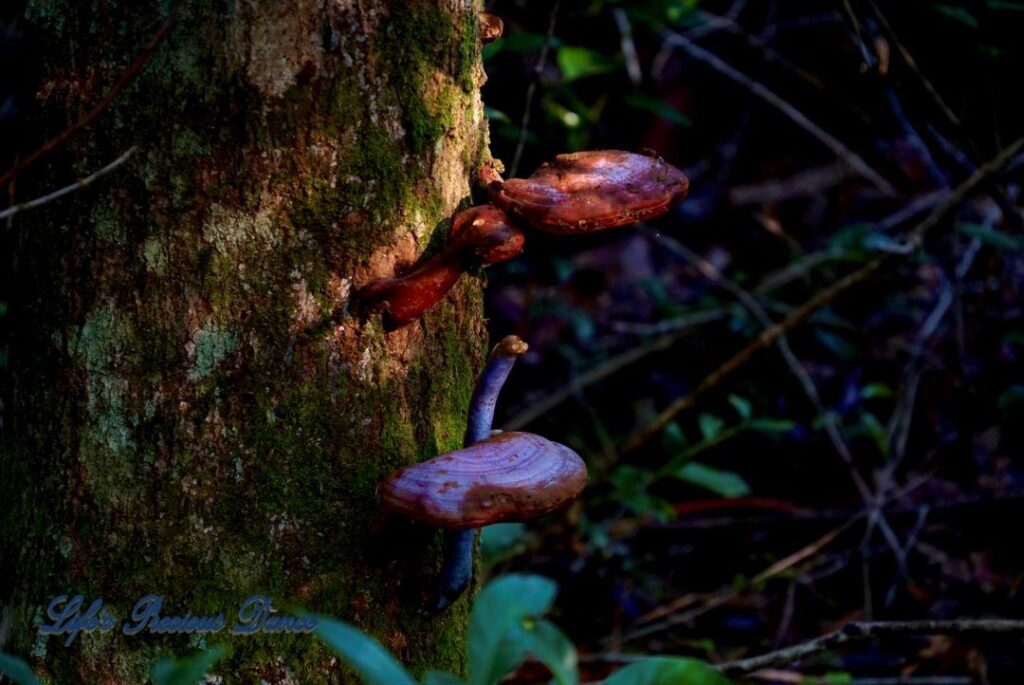 Colorful mushrooms, geowing out of the side of a moss covered tree along boardwalk.