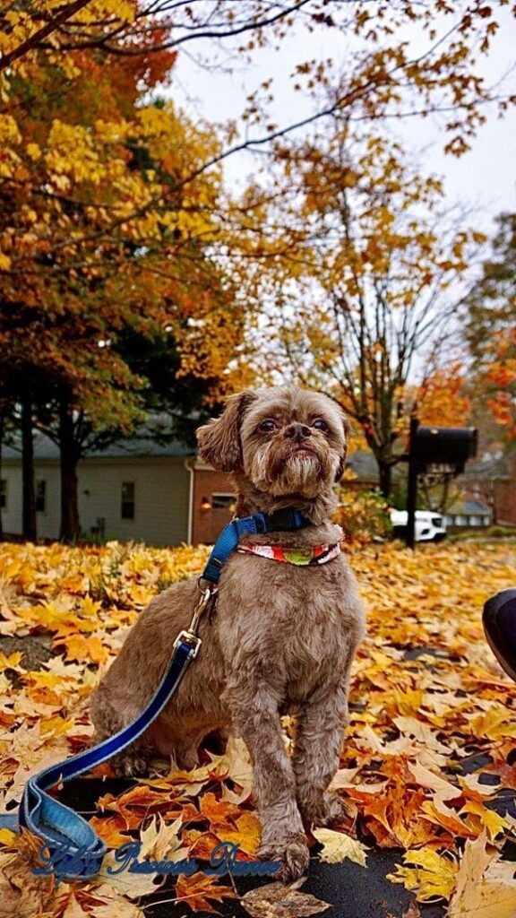 Photoshoot of Huey. Professional pet photography. Dog posing amongst colorful leaves along road.