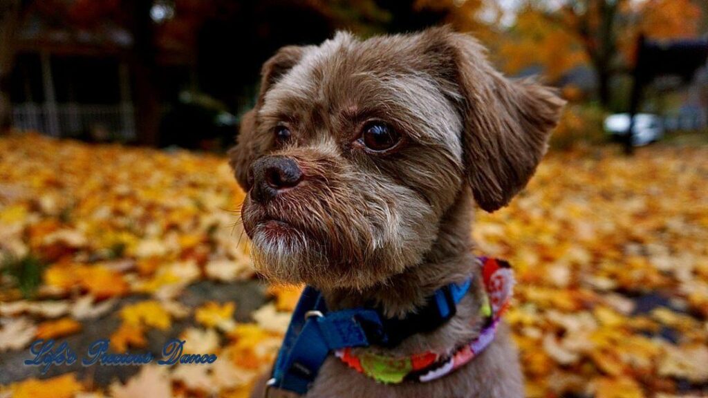 Photoshoot of Huey. Professional pet photography. Close up of dog sitting in colorful leaves.