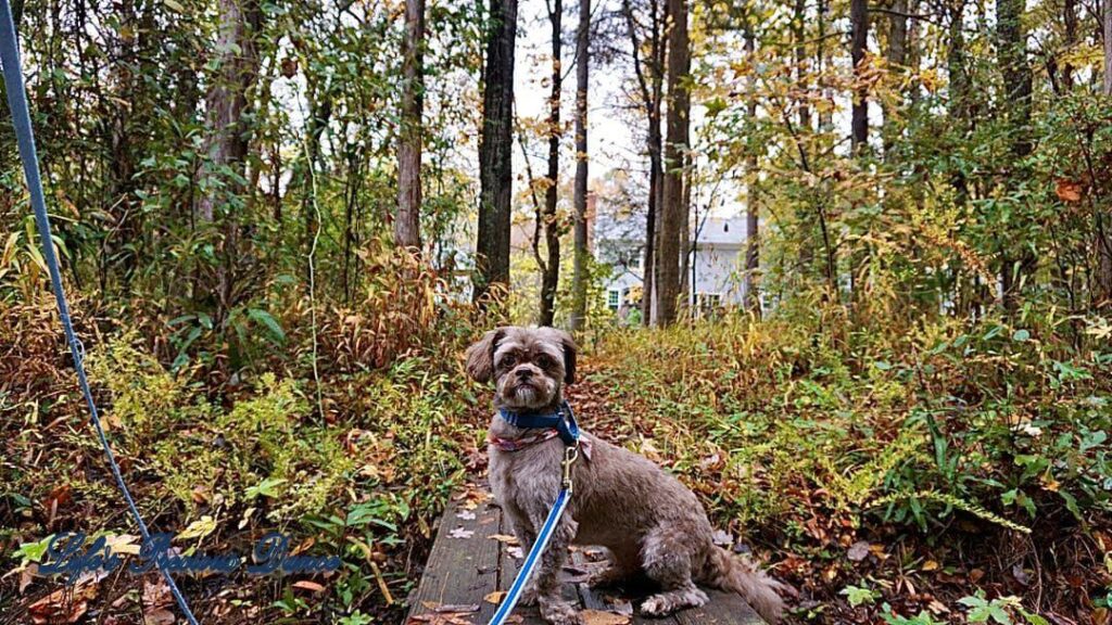 Photoshoot of Huey. Professional pet photography. Dog sitting on a platform