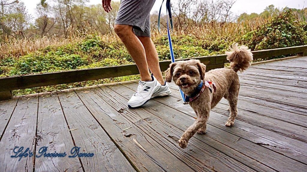 Photoshoot of Huey. Professional pet photography. Happy dog on a walk