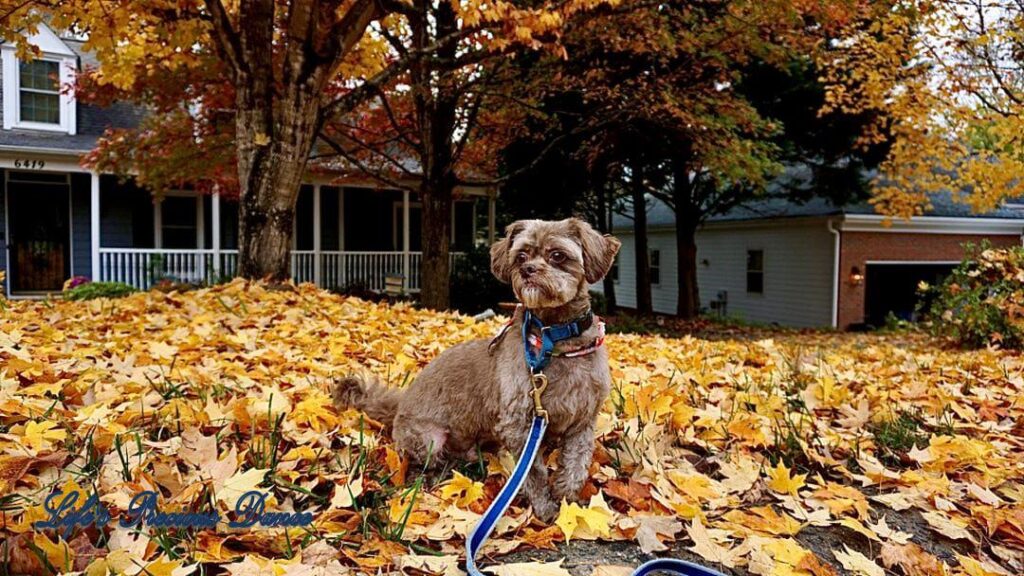 Photoshoot of Huey. Professional pet photography. Dog sitting in colorful leaves.