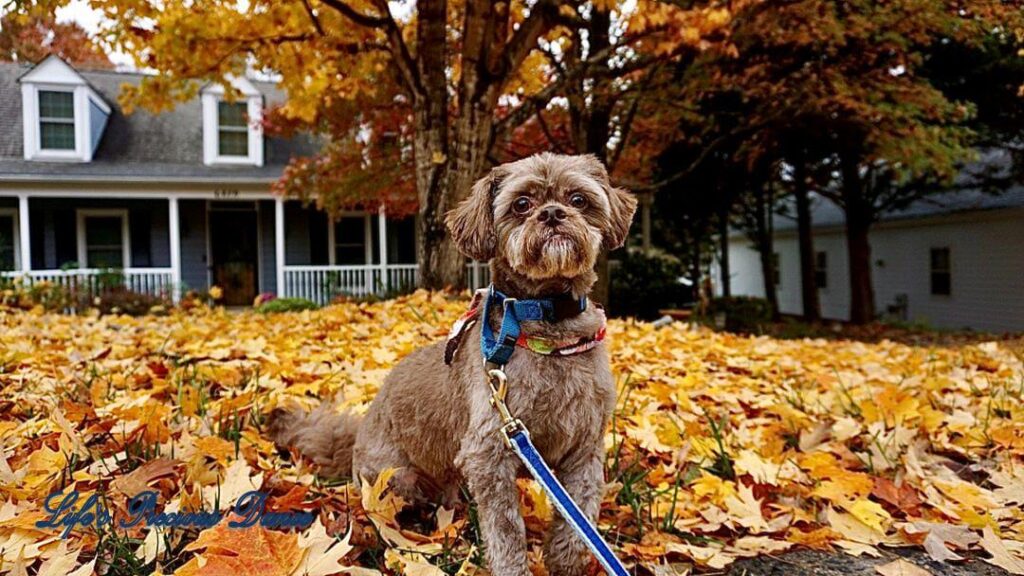 Photoshoot of Huey. Professional pet photography. Dog sitting in colorful leaves.