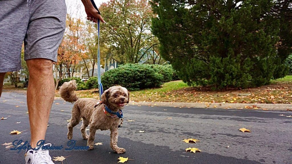 Photoshoot of Huey. Professional pet photography. Happy dog on a walk