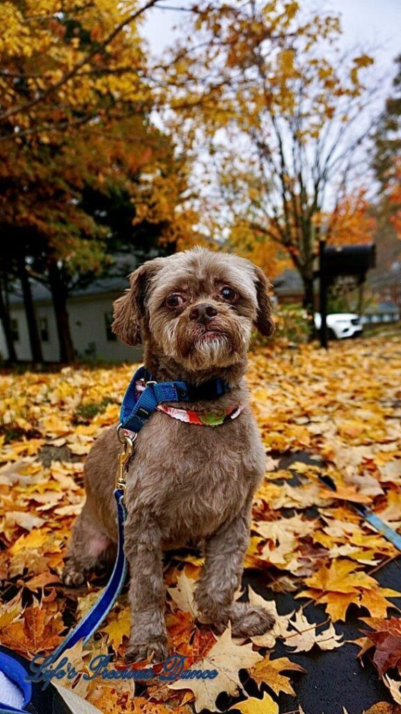 Photoshoot of Huey. Professional pet photography. Dog sitting in colorful leaves, along the road