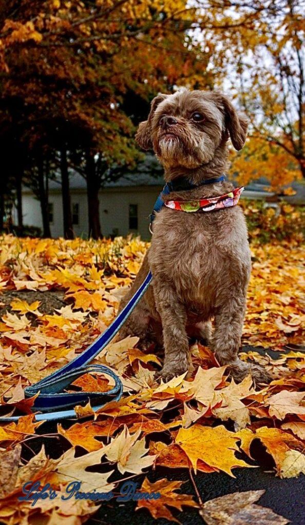 Photoshoot of Huey. Professional pet photography. Dog sitting in colorful leaves, in front of house.