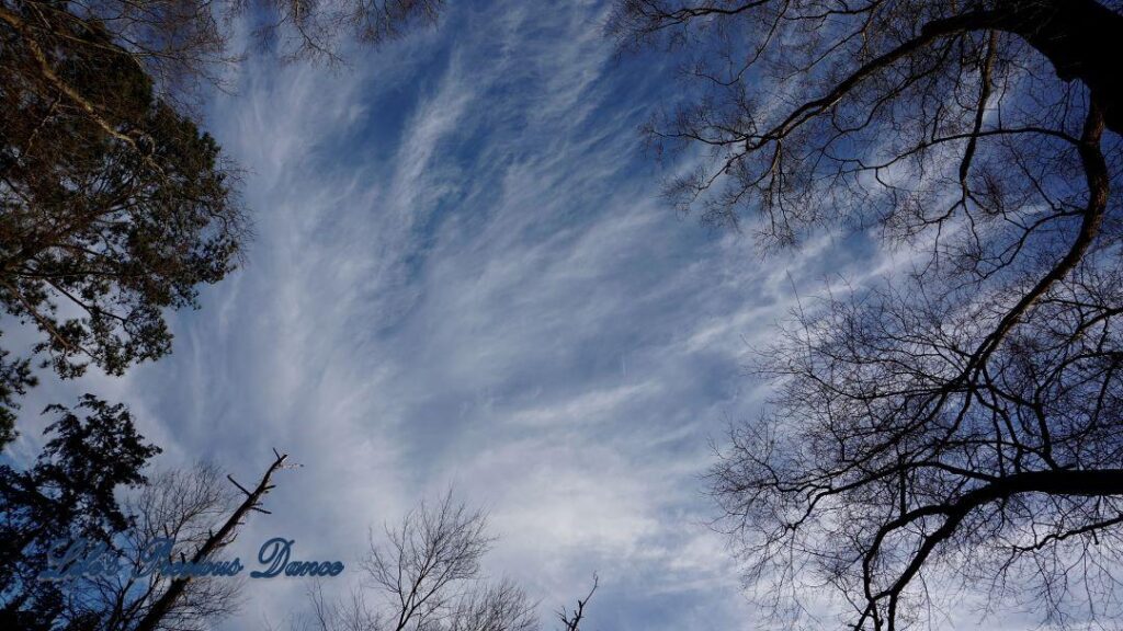 Wispy clouds framed by the leafless trees and a beautiful blue sky as a backdrop.