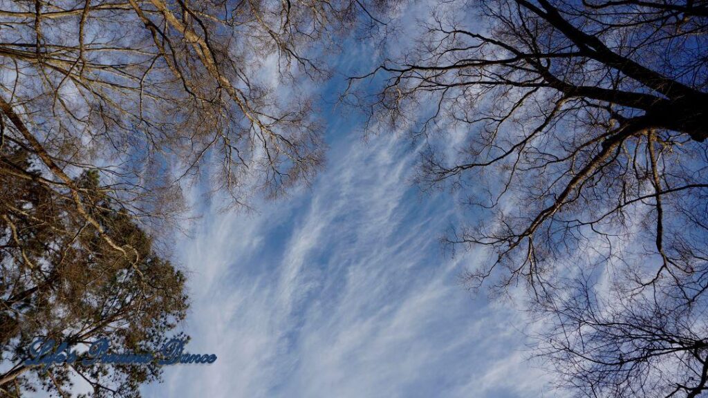 Wispy clouds framed by the leafless trees and a beautiful blue sky as a backdrop.