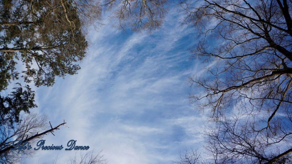 Wispy clouds framed by leafless trees and a beautiful blue sky as a backdrop.